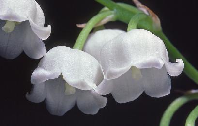 Lily of the valley